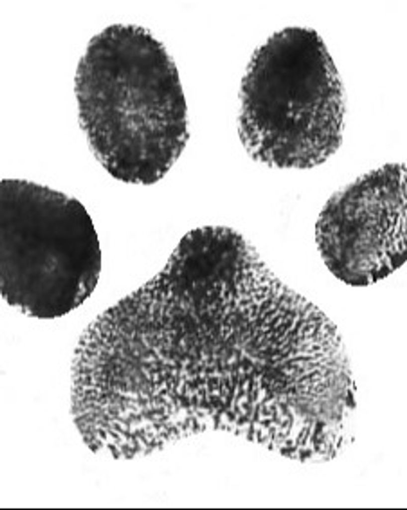 Charley Padgett Profile Photo