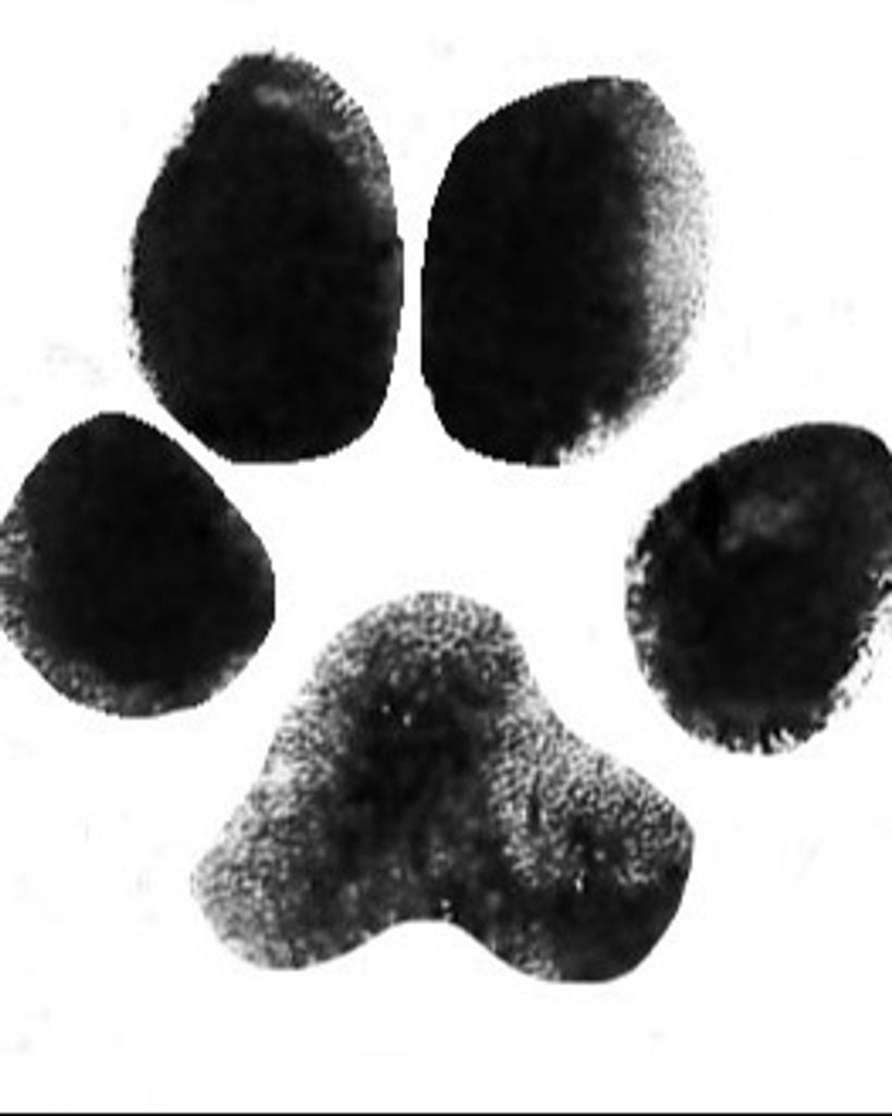 Odie Phoenix Profile Photo