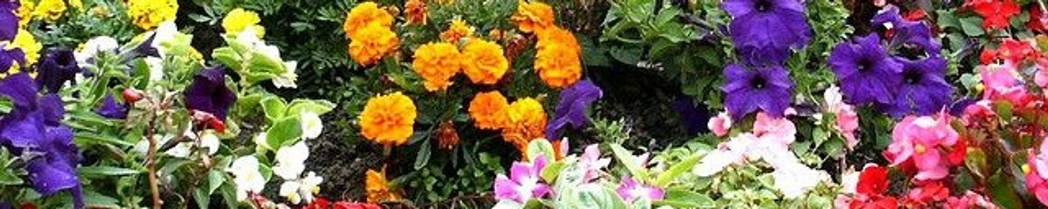 Cover photo for Patricia Ann Phillips's Obituary