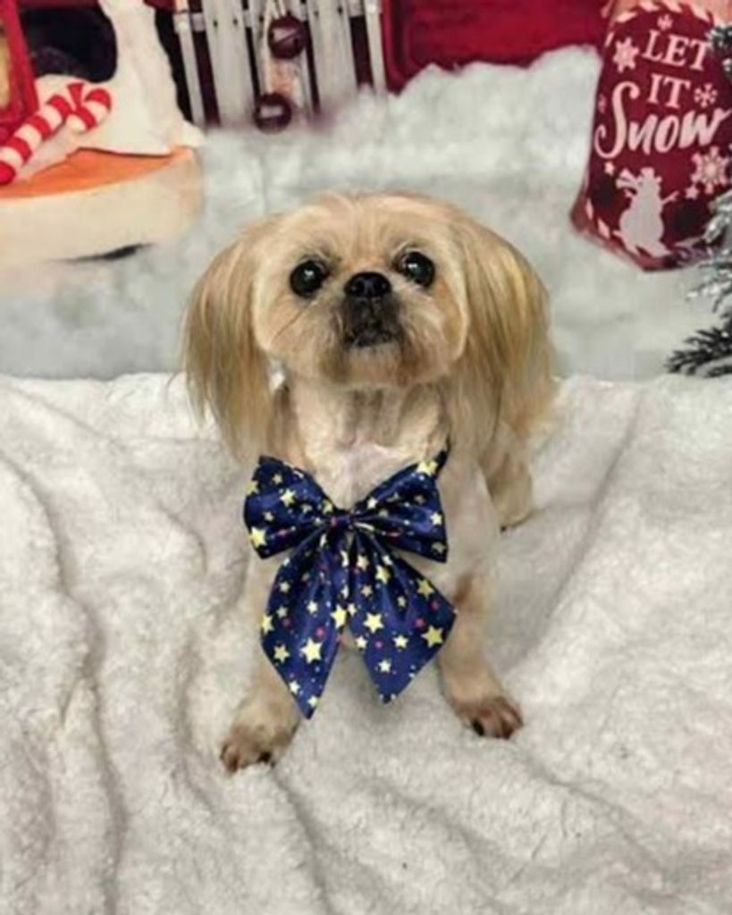 Puddles Tavres Profile Photo