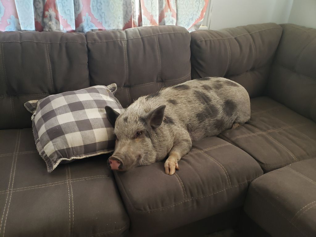 Maple Profile Photo