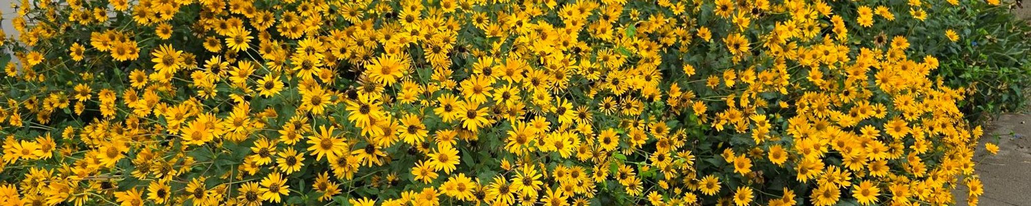 Cover for Catherine Ford's Obituary