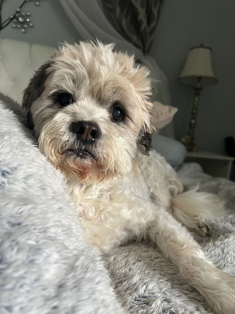 Scooter Profile Photo