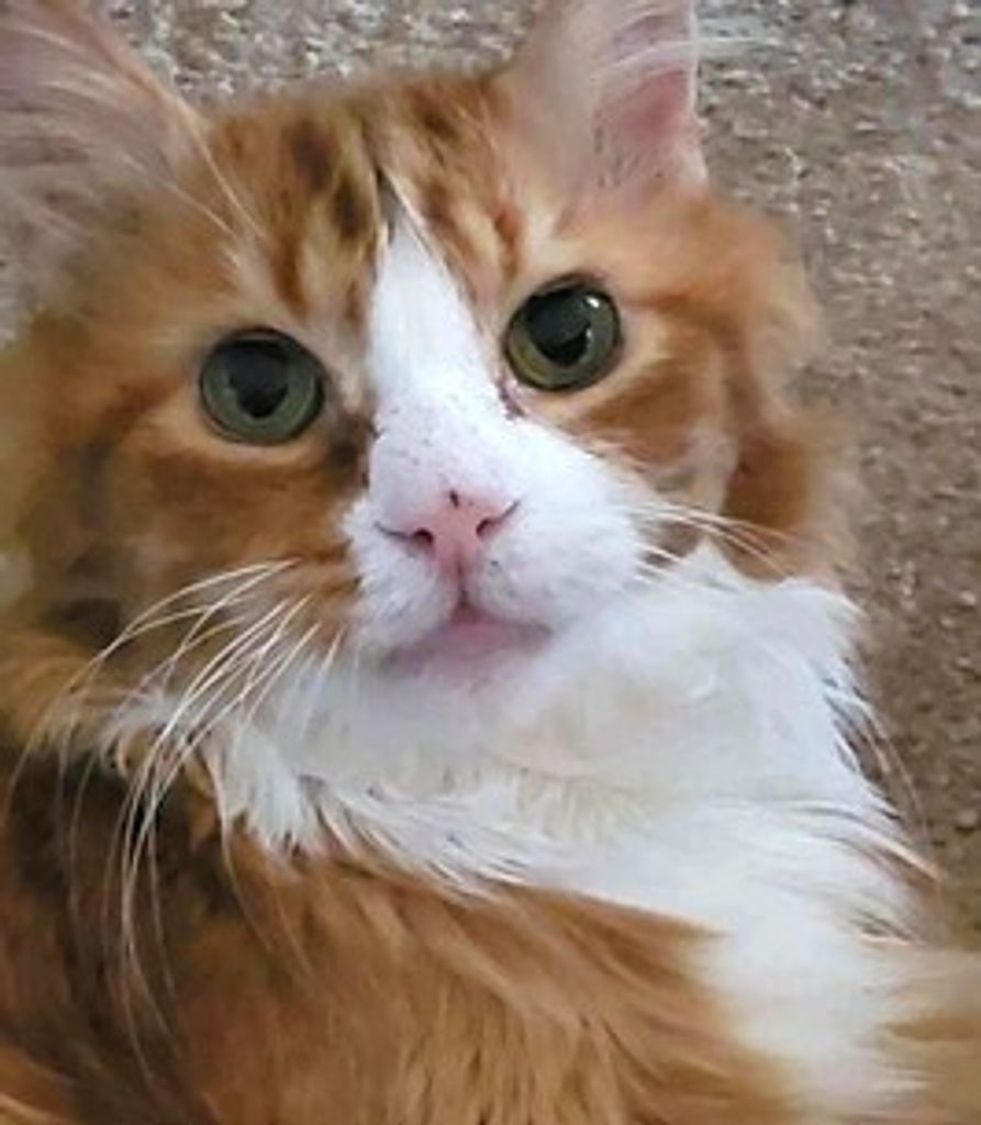 Tig Hester Profile Photo