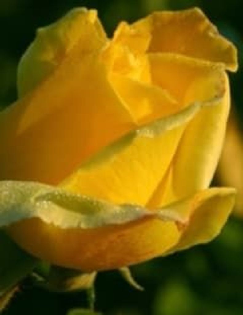 Learadene Parks Profile Photo