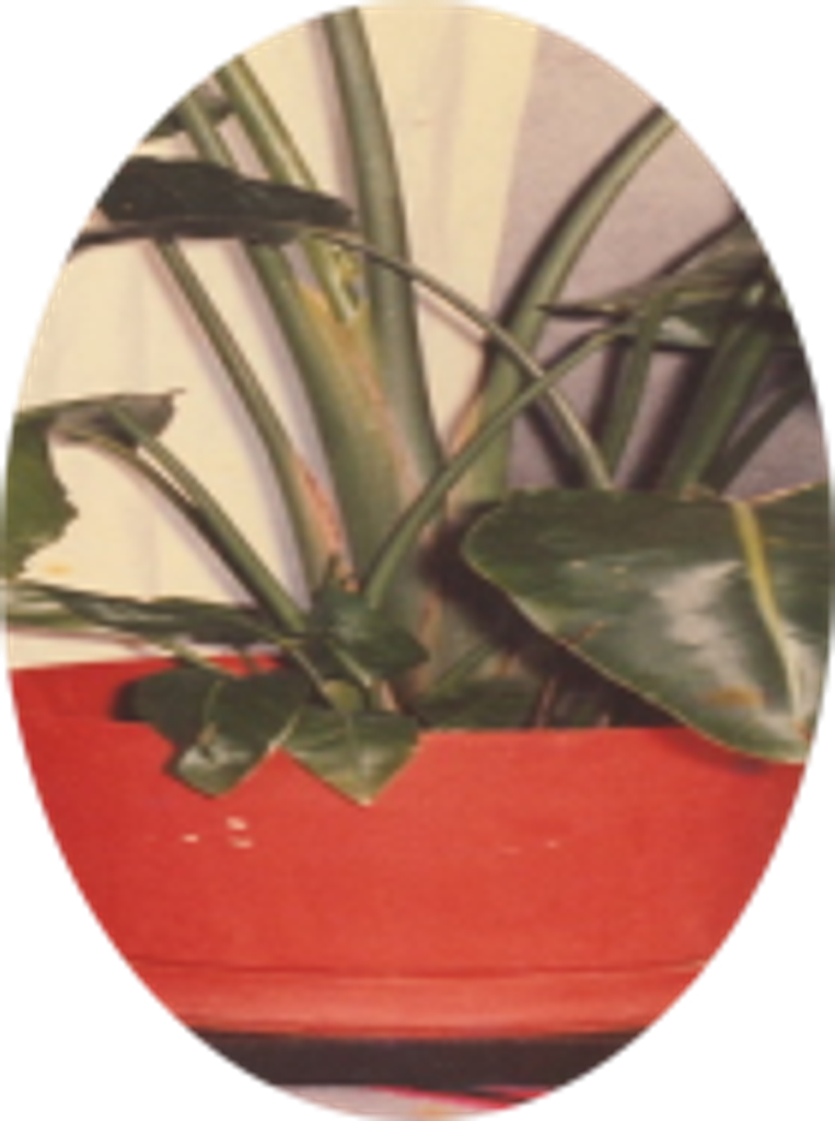 Dorthula  Breazeale