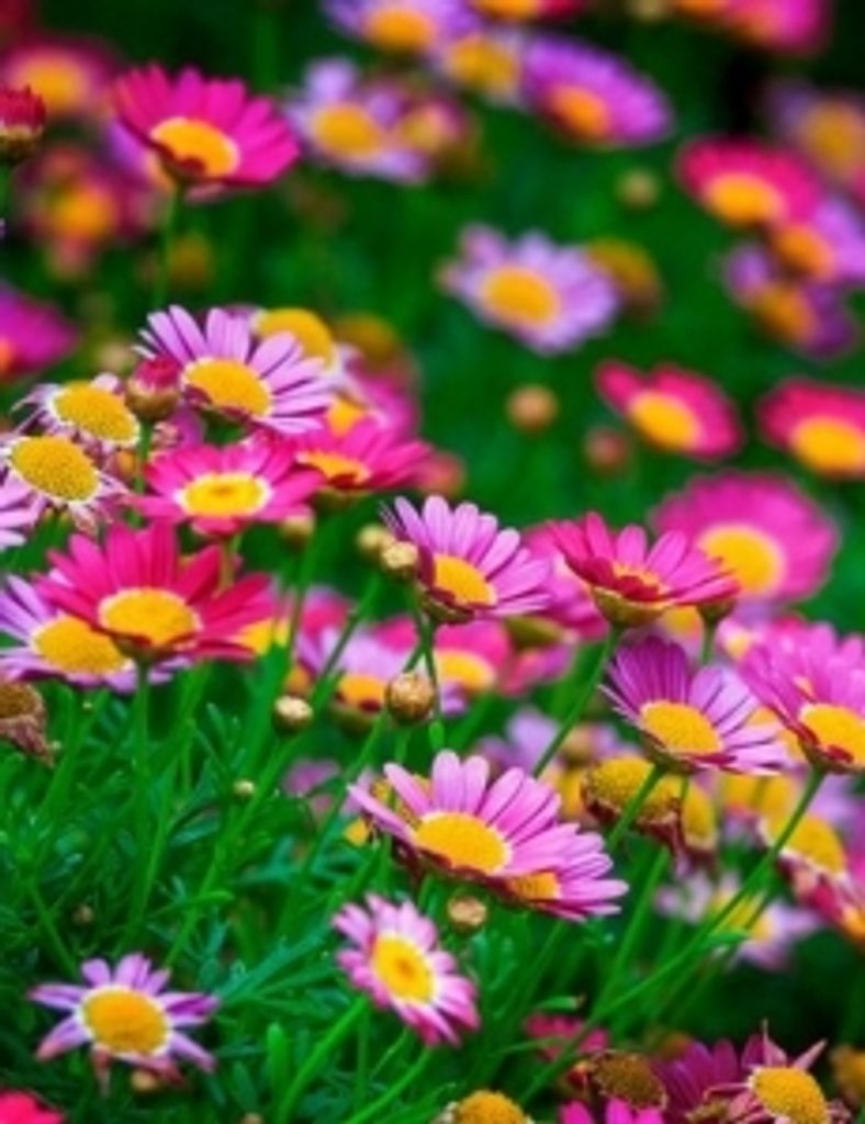 Martha Hoag Hiebel Profile Photo