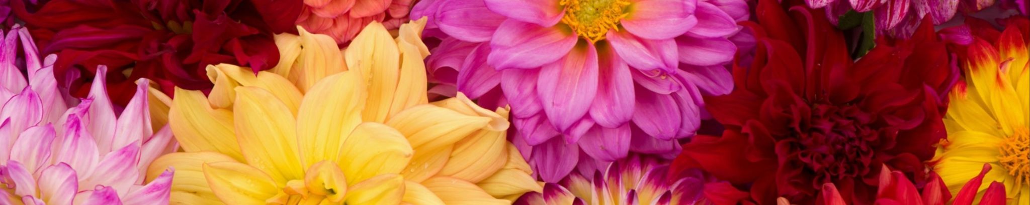 Cover photo for Lula "Lou" Mae Williamson's Obituary