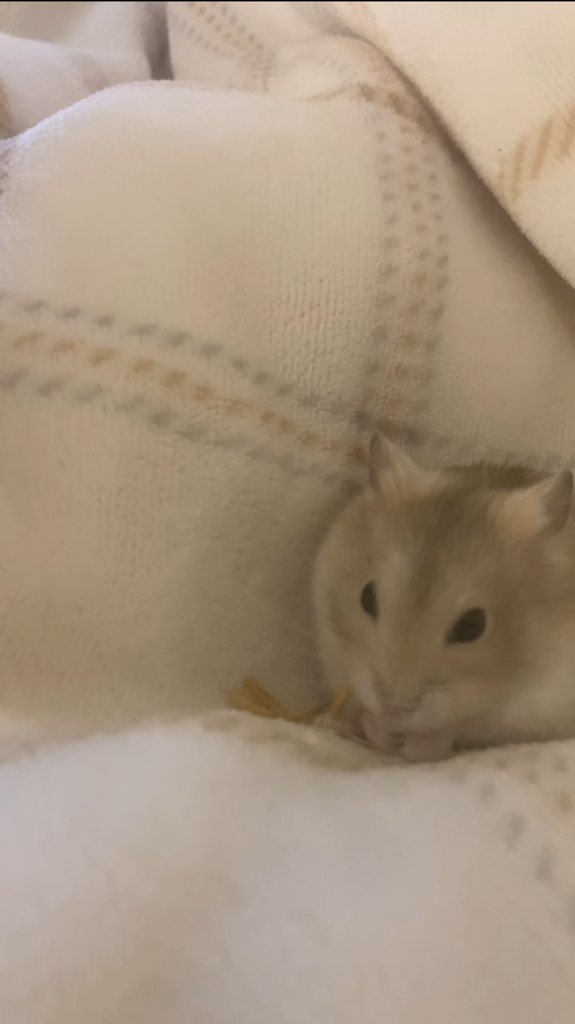 Roz Profile Photo