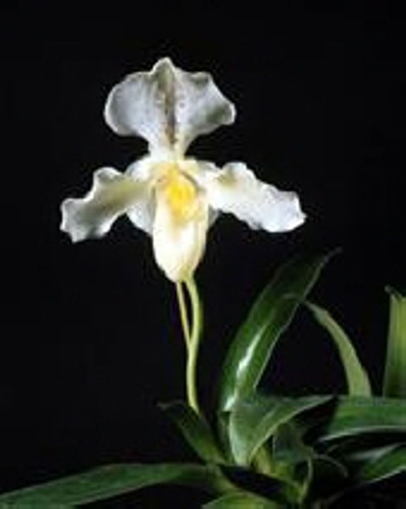 Doris (Pahl) Neureiter