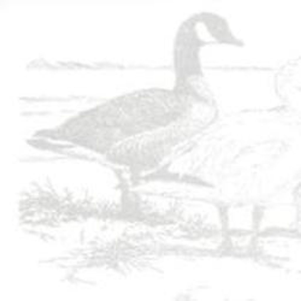 Michael Harper Lavelle