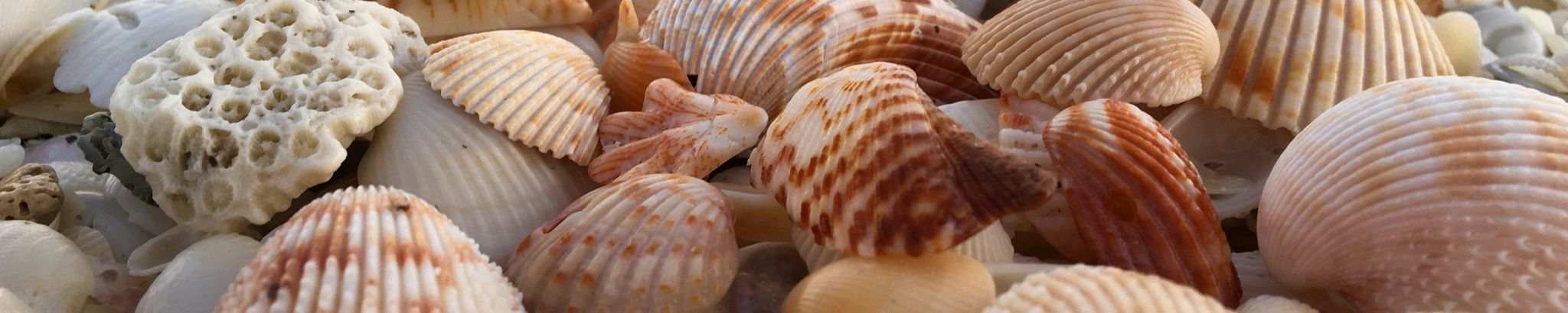 Cover for Angela Ludwig's Obituary