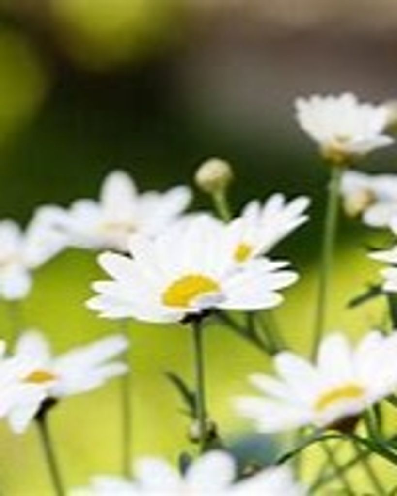 Charlotte Ann Hall Profile Photo