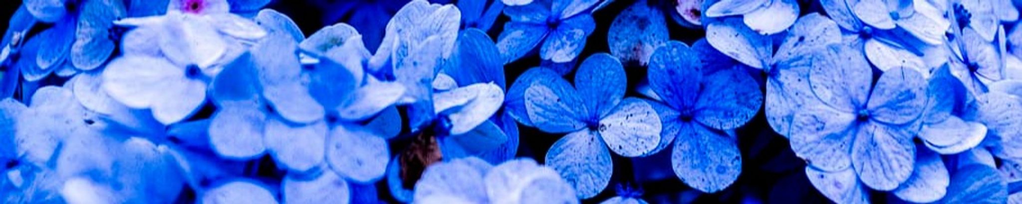 Cover for Albert Lee Hanchey's Obituary