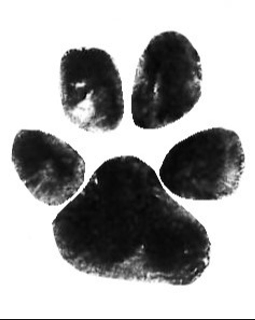 Gidget McCoy Profile Photo