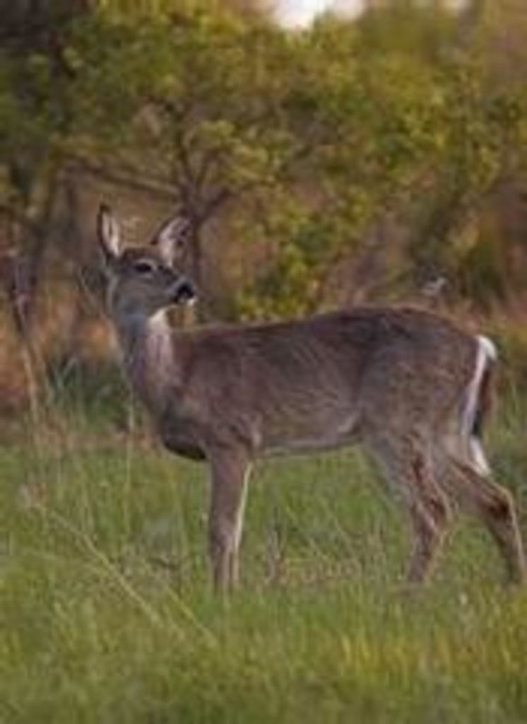 Robert Allen Yaroshevich, Sr