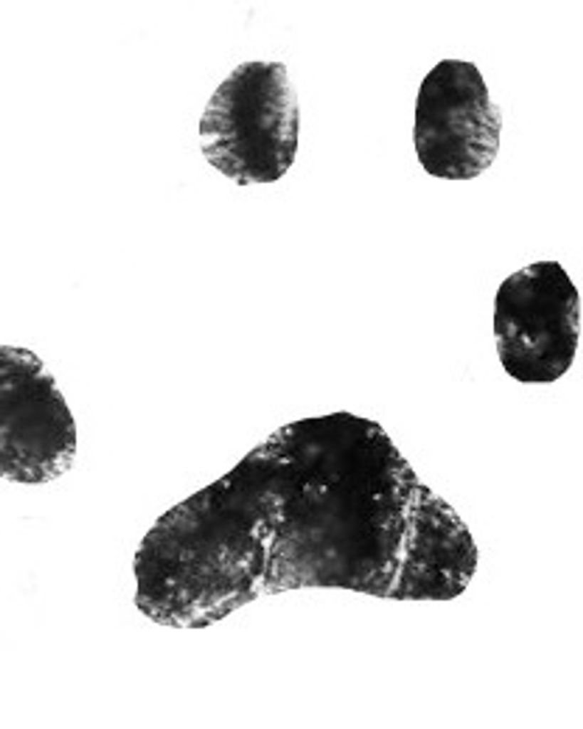 Socks Ray Profile Photo