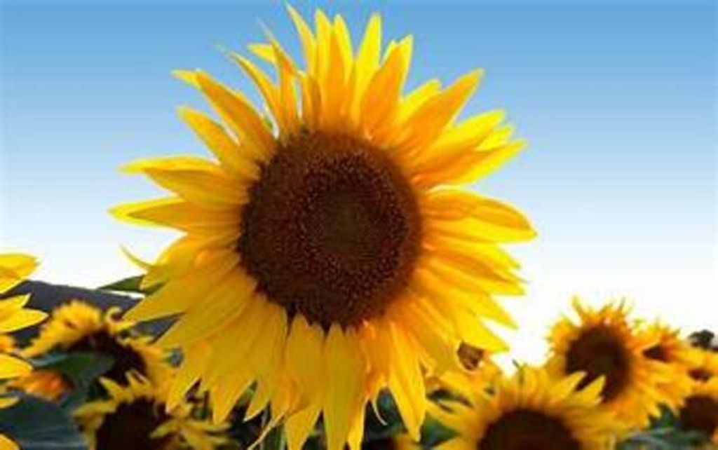 Baby Adela Lebeth Matamoros Profile Photo