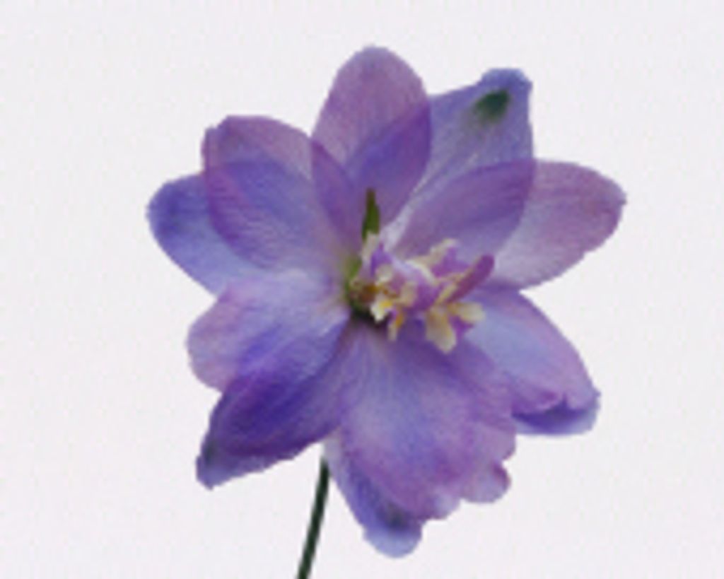 Anna Conley Profile Photo