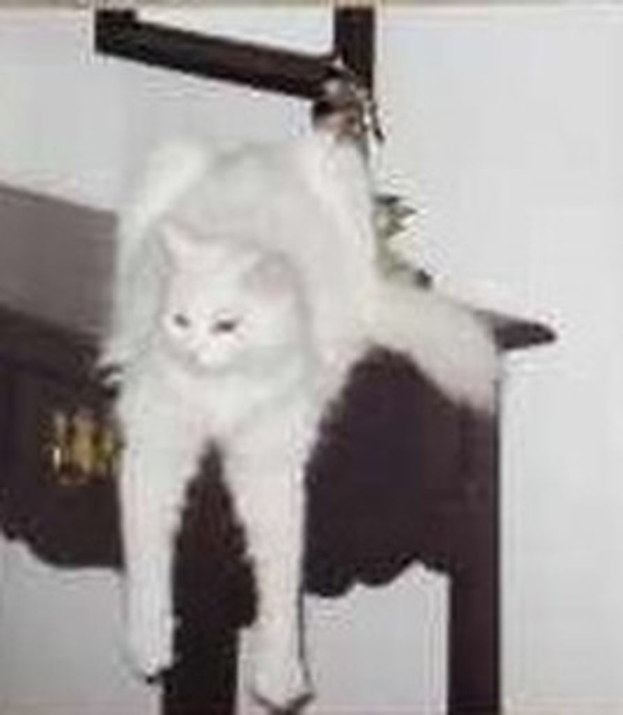 Daisy Dea Profile Photo