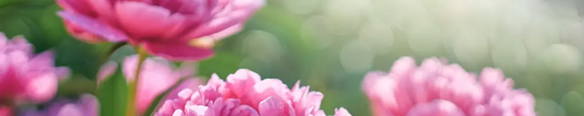 Cover photo for Jacqueline Holmes Haley's Obituary