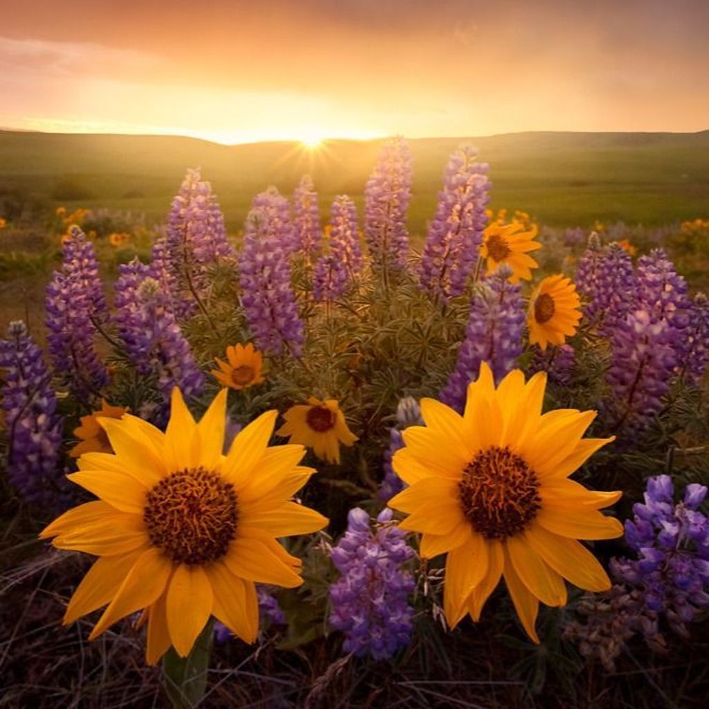 Ruth Wells Profile Photo