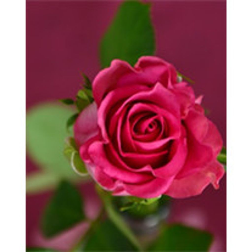 Ann D. Copeland Profile Photo