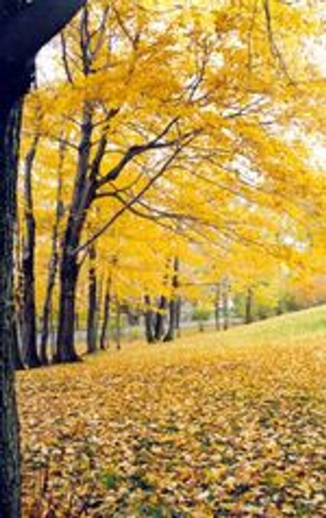 Alma Mae (Campbell)  Dunne