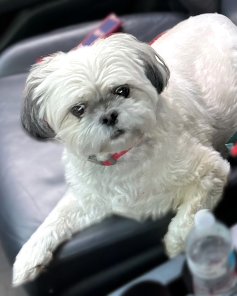 Bowser Svenson Profile Photo