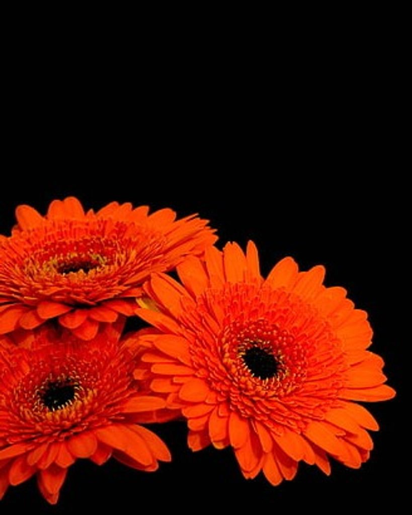 Marjorie Harriet Thomson Profile Photo