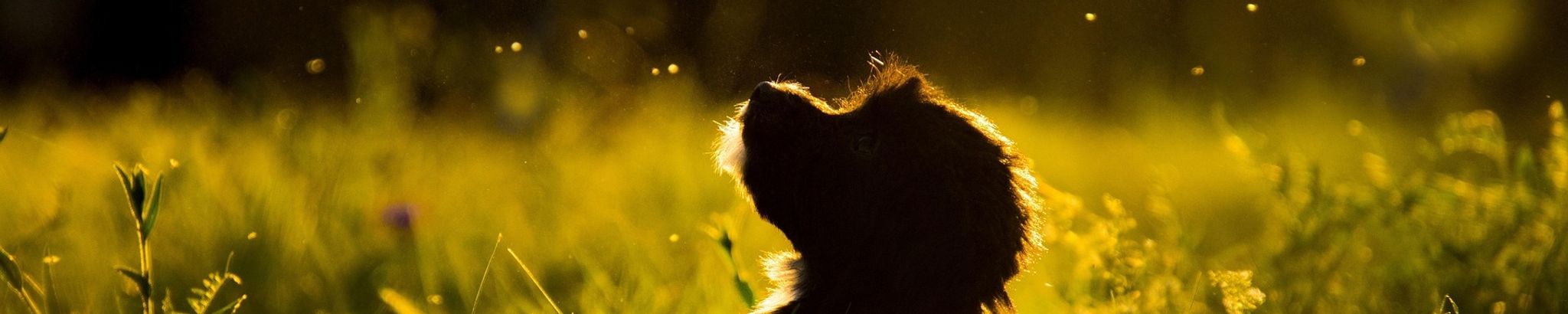 Cover for James Joseph "Jimmy Joe" Moody's Obituary