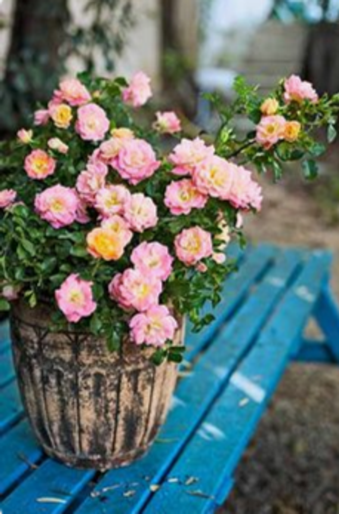 Diane Brinson Winberry Profile Photo