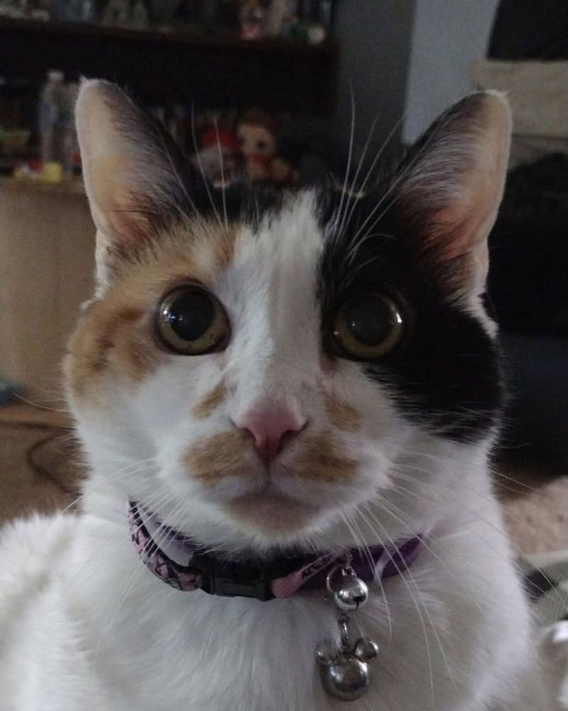 Baby Kitty Horein Profile Photo