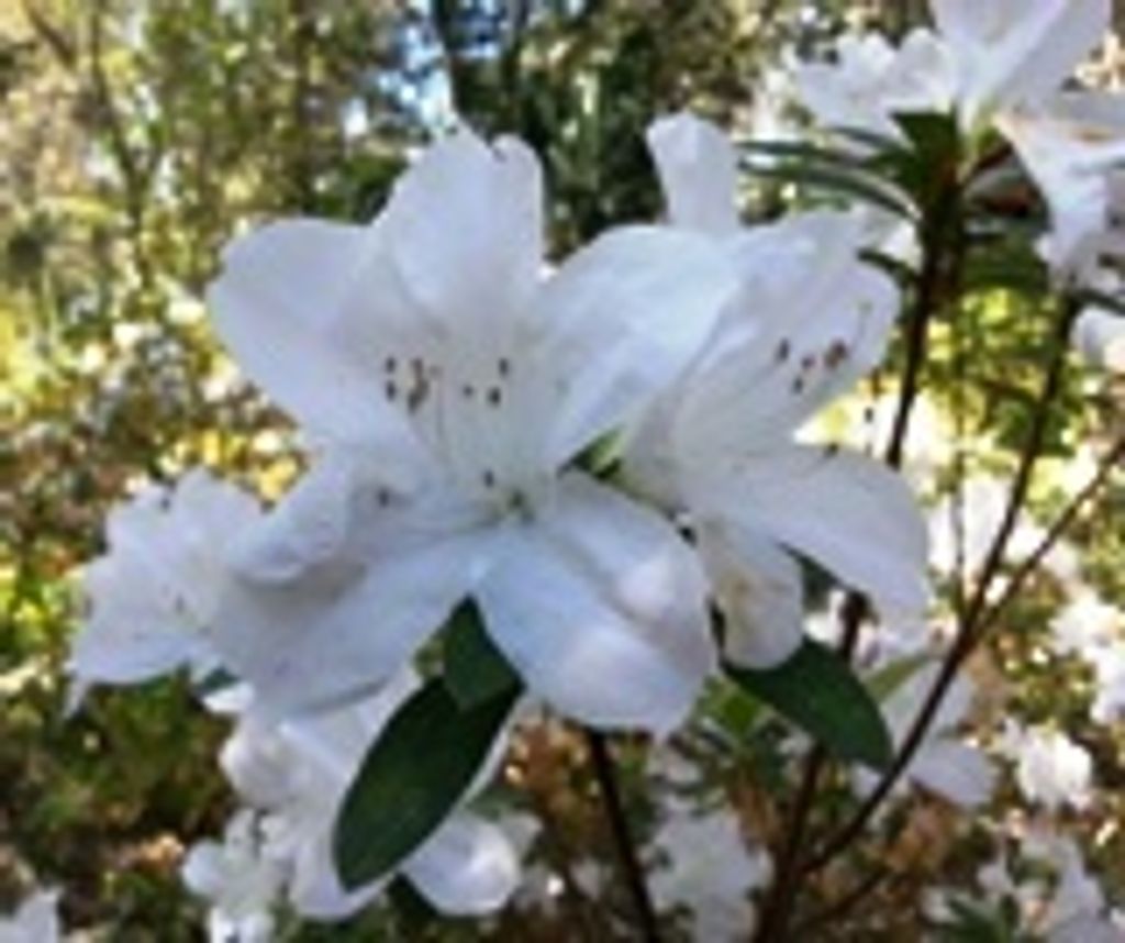 Dianne M. Pericciuoli