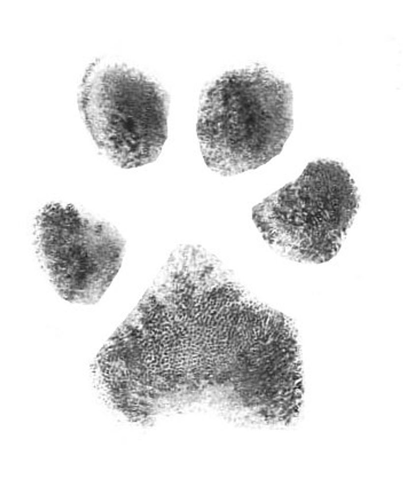 Max Sims Profile Photo