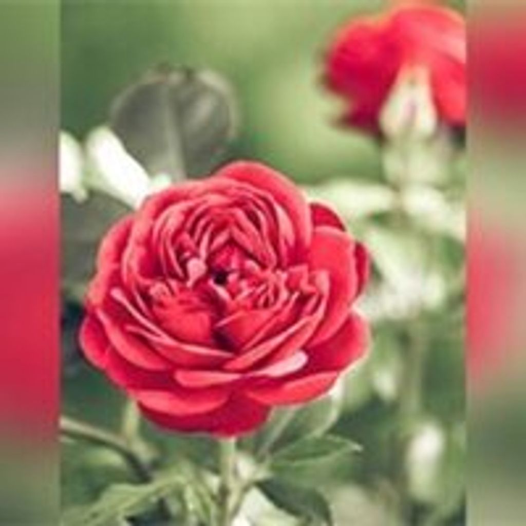 Marjorie A. "Marj" Behn