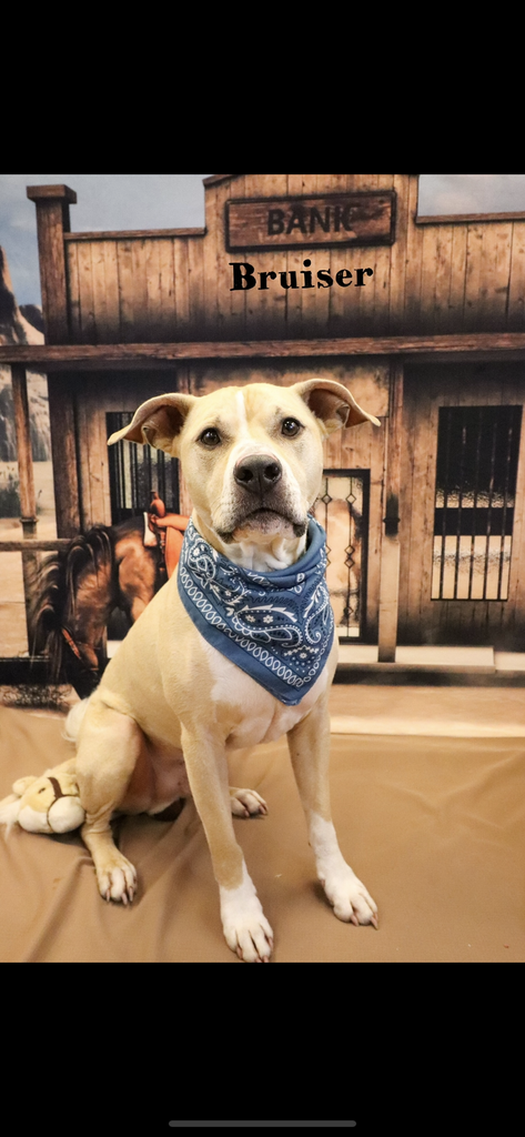 Bruiser Profile Photo