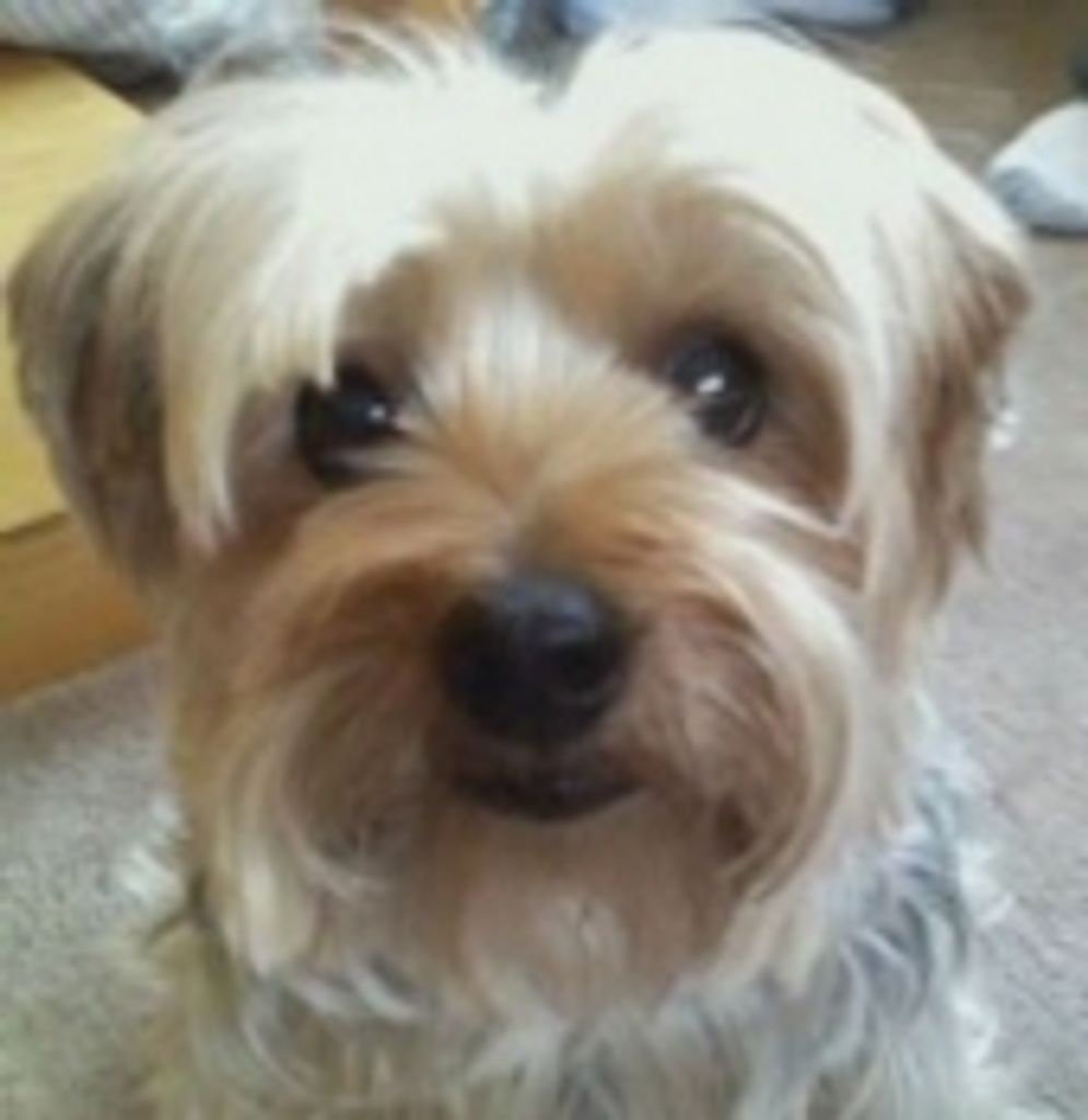 Ollie Yoshonis Profile Photo