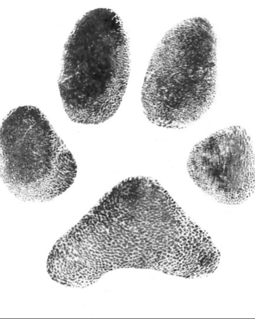 Bear Harvan Profile Photo