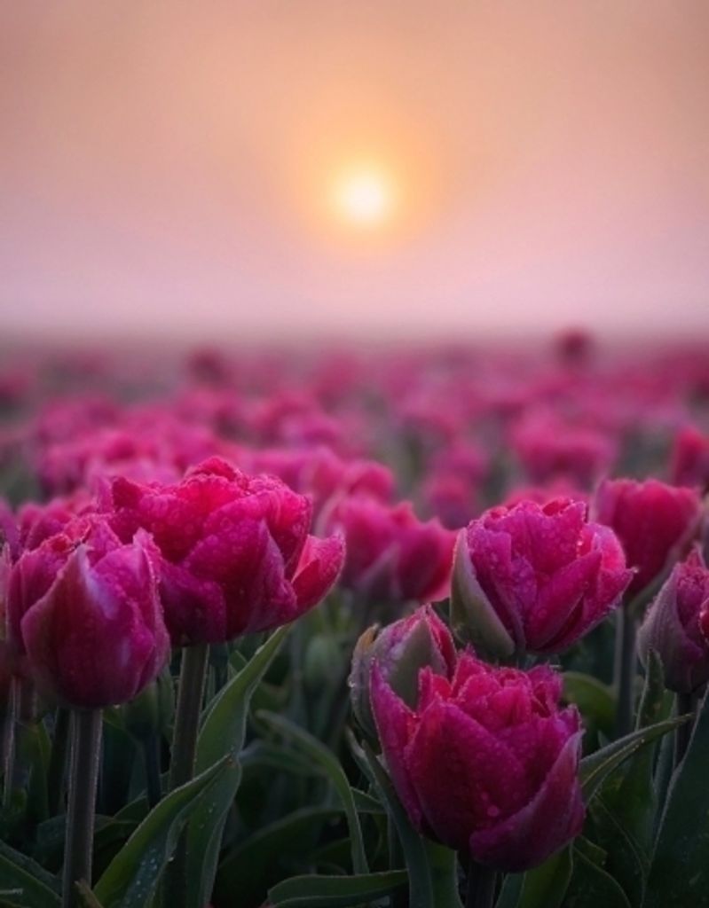 Brenda Ruth Craig Profile Photo