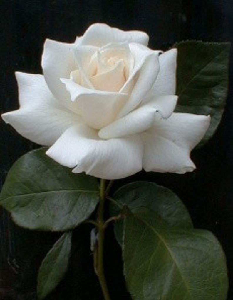 Mary Dew