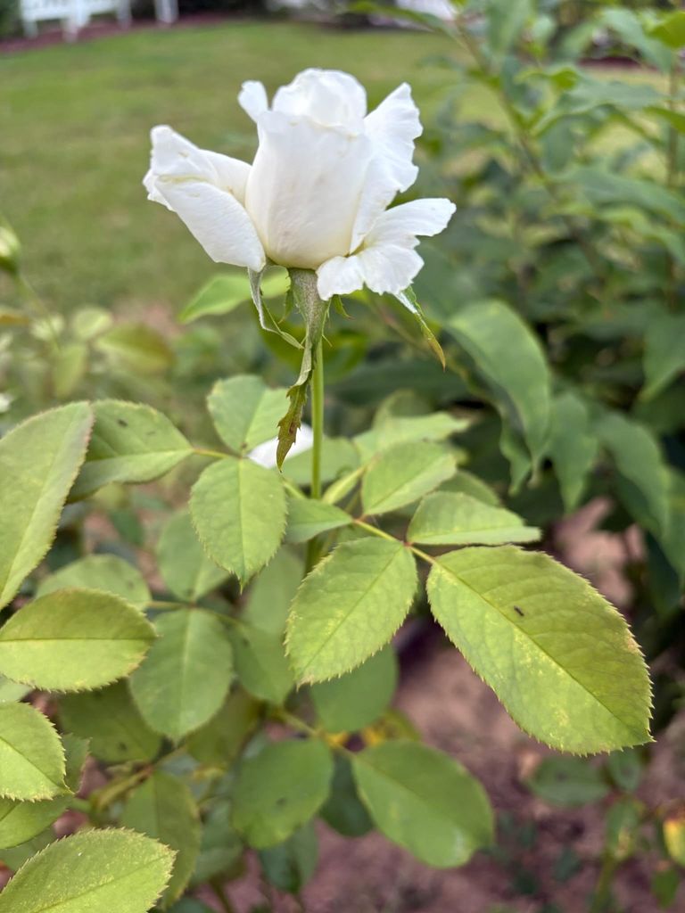 Wendell Hawkins Profile Photo