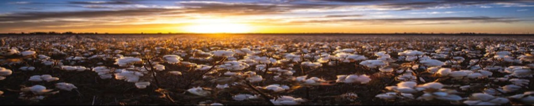 Cover for Joe Calvillo Jr.'s Obituary