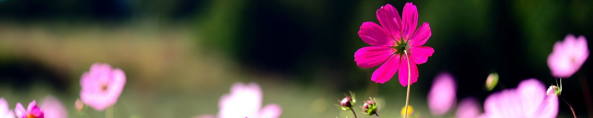 Cover photo for Linda B. Barela's Obituary