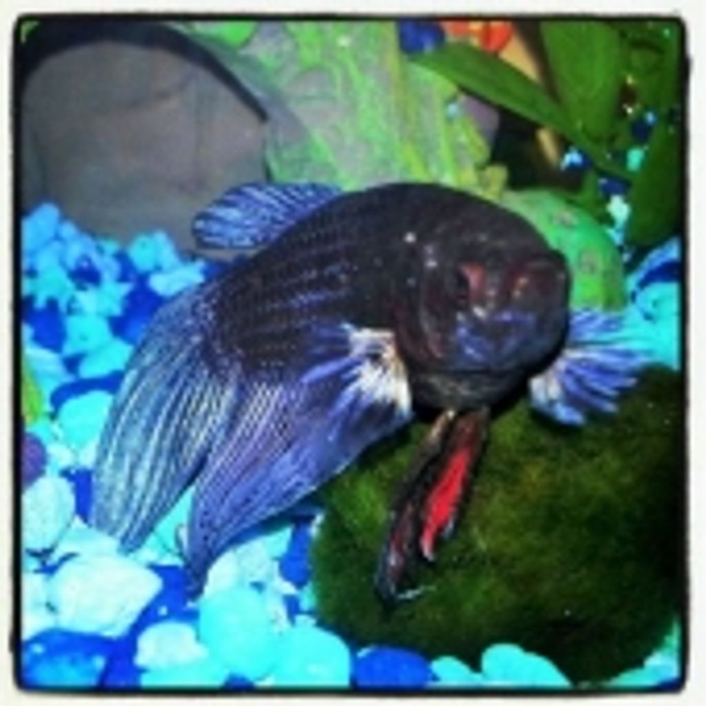 Aang Mckenna Profile Photo