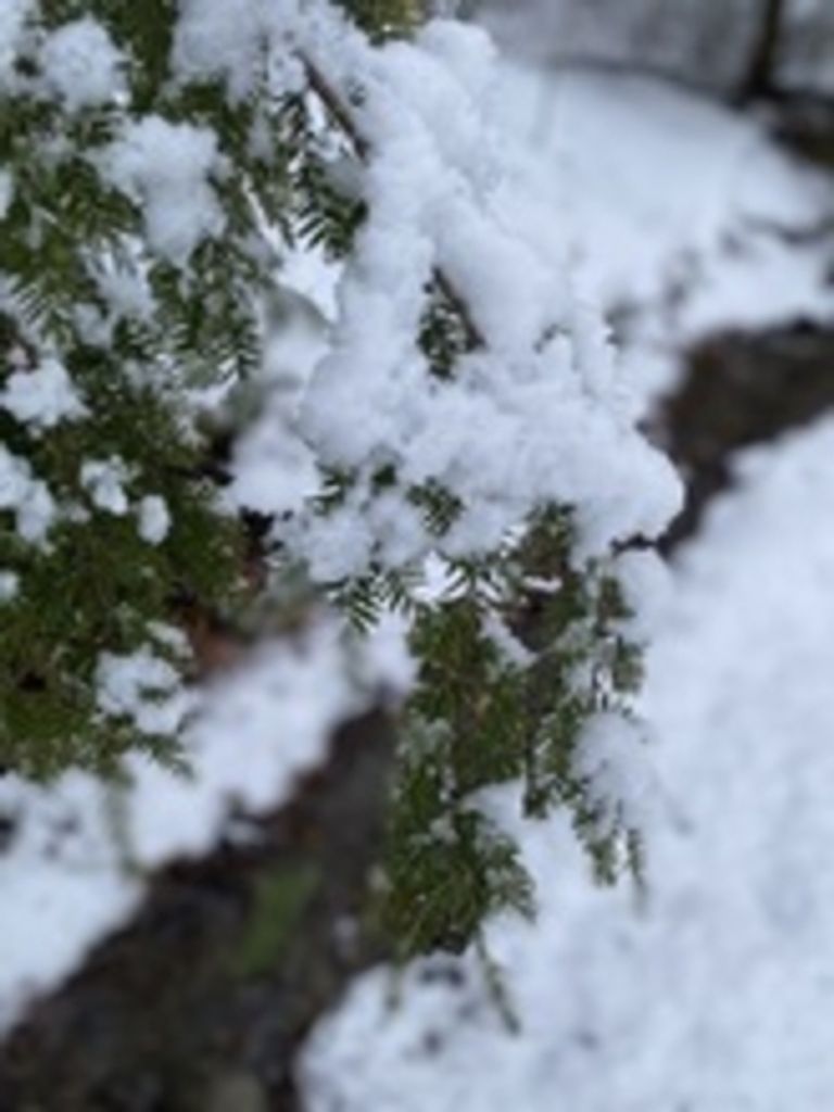 Sandra Hazlett Profile Photo