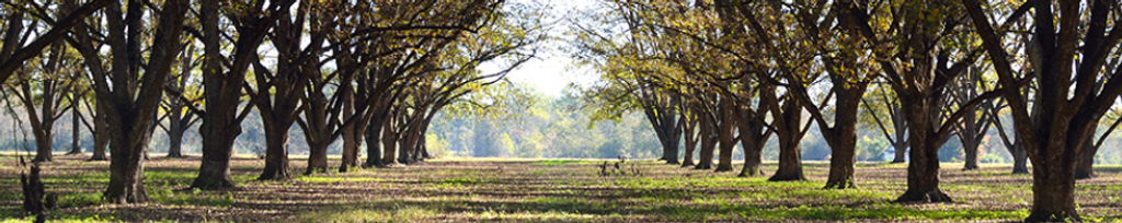 Cover photo for Linda Taylor Neel's Obituary