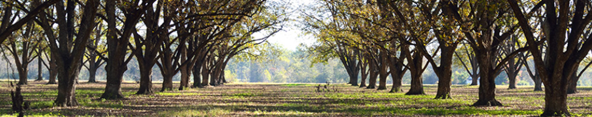 Cover for Linda Taylor Neel's Obituary