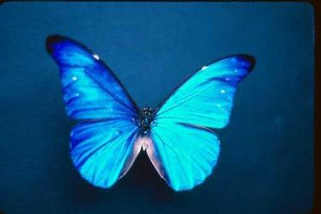 Joyce Lee Herrington Profile Photo