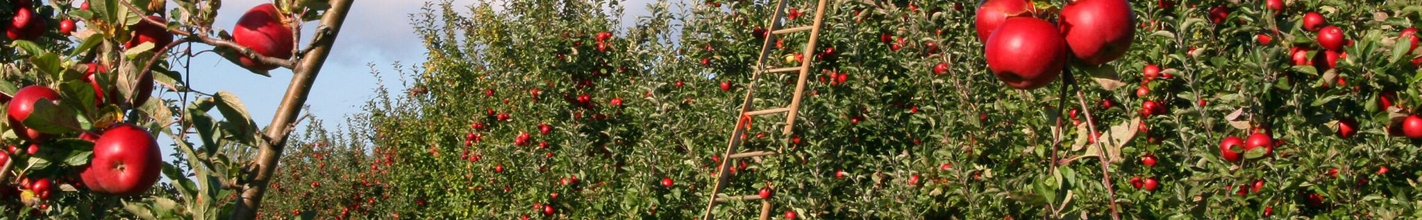 Cover for William Gordon Pollock's Obituary